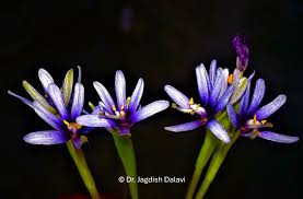 Image result for Heteranthera