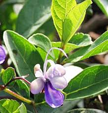 Image result for Rotheca myricoides