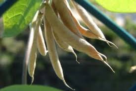 Image result for Macrotyloma uniflorum