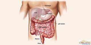 Small Intestine Function Location Parts Diseases Facts In 2021 Human Digestive System Digestive Disease Large Bowel