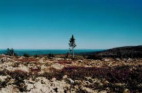 Arborii, fie ei fructiferi sau nefructiferi, au un farmec aparte si sunt unul dintre modurile prin care natura ne arata splendoarea suntem informati si foarte entuziasti, deoarece ceea ce facem este din pura pasiune pentru estetica, pentru frumos, pentru casa ta! CaÈ›i Ani Are Cel Mai BÄƒtran Copac In ViaÈ›Äƒ Care Este Cel Mai Batran Arbore