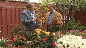 Mandevilla is an annual vine that doesn't mess around—it can grow up to 20 feet tall! Best Annuals To Bring Colour To Your Garden Ctv News