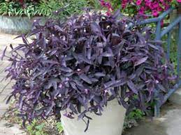 A real jewel of a plant, the intense purple foliage adds striking color and contrast to the landscape. Purple Heart Tradescantia Pallida Wisconsin Horticulture