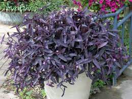 Unfortunately, this vine with purple flowers is only hardy in zones 8 through 10. Purple Heart Tradescantia Pallida Wisconsin Horticulture