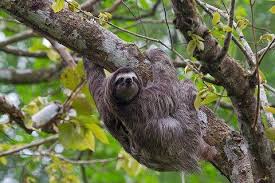 The Sloth Is A Common Animal In The Jungles Of Colombia Sloth Facts Animals Sloth