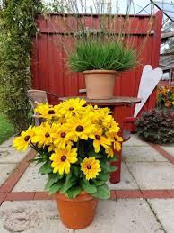 Image result for Mayaca baumii