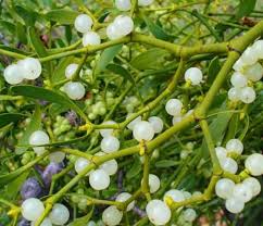 Image result for Tapinanthus constrictiflorus
