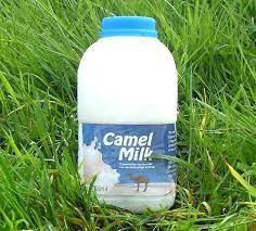 Sometimes they drink it when it is slightly sour, in the fermented form. Raw Camel Milk Sunnah Foods