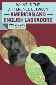 Useful Guide To Know The Difference Between American And English Labradors English Labrador Labrador Retriever Training American Labrador