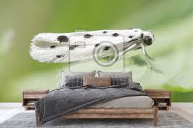 Image result for Ethmia dodecea