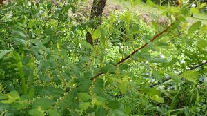 Image result for Flueggea virosa