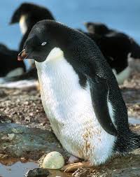 Unlike other birds, penguins do not have light, hollow bones. The Penguin Faq