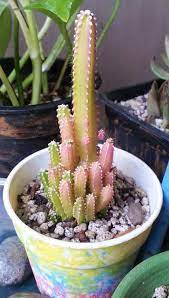 Pin On Succulents And Cacti