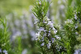 Image result for rosemary pruning
