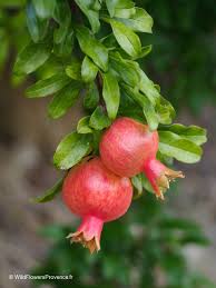 Image result for Punicaceae