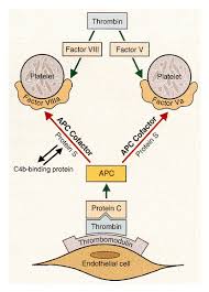 Image result for Protein C Deficiency