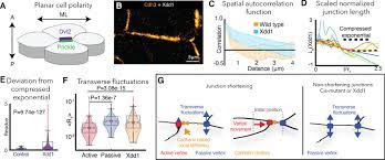 Maybe you would like to learn more about one of these? Mechanical Heterogeneity Along Single Cell Cell Junctions Is Driven By Lateral Clustering Of Cadherins During Vertebrate Axis Elongation Elife