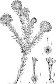 Image result for Octolepis decalepis