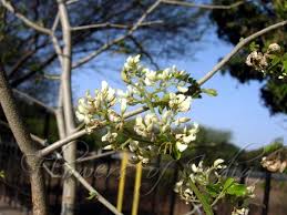 Image result for Dalbergia melanoxylon