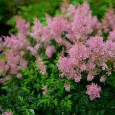 Image result for Indigofera simplicifolia
