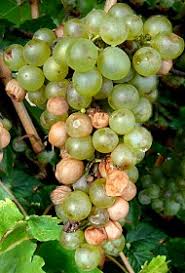 Image result for Metasphaeria diplodiella