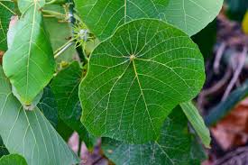 Image result for Macaranga schweinfurthii