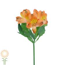We did not find results for: Orange Alstroemeria Wholesale Flowers Diy Wedding Flowers