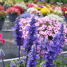 Image result for Salvia farinacea