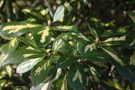 Rhododendron Blattgold Geel Bont Bladige Rhodo Met Lilarose Bloemen Trage Groeier Tot 1 M Hoog Houd Van Zure Grond Plant Leaves Azaleas Rhododendron