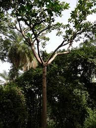 Image result for Anthocleista