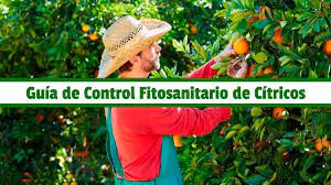 Guia De Control Fitosanitario De Citricos Pdf Citricos Control Agronomia