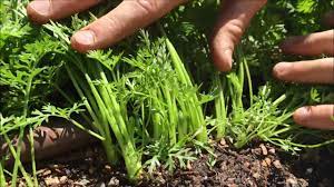 Ideally, thin carrots twice during the course of the season. Thinning Carrots Youtube