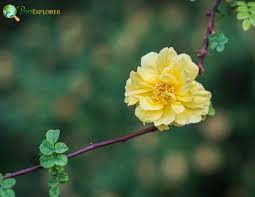 Image result for Rosaceae