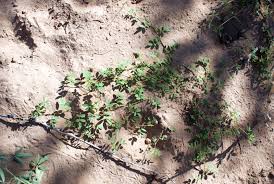 Image result for Indigofera streyana