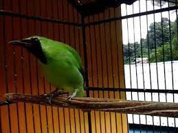 Cucak Hijau Berau Gacor Isian Youtube
