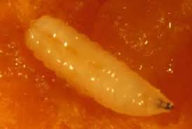 Image result for Rhagoletis completa