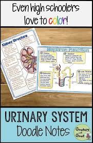 Teaching About The Urinary Excretory System Don T Use Boring Notes Keep Students Engaged With These Doodle Note Doodle Notes Teaching Biology Biology Notes