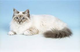 Blue Tabby Point Birmanie