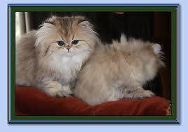 Look at pictures of siberian kittens who need a home. Big Sky Purrs Silver And Golden Persians In Utah And Montana Persian Kittens For Sale Cats And Kittens Persian Kittens