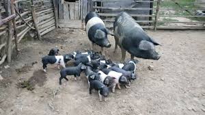 Purcei de vanzare bihor 2018. Cum Face Un È›Äƒran Roman 3 000 4 000 De Euro LunÄƒ Din 50 De Porci Agroinfo Ro