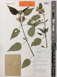 Image result for Anisotes formosissimus