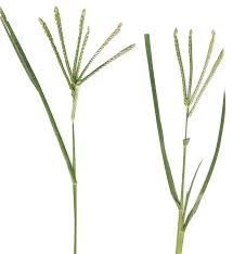 Image result for Eleusine coracana