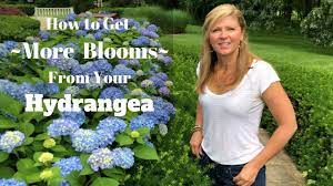 How To Get More Blooms From Your Hydrangea Endless Summer Hydrangea Summer Hydrangeas Pruning Endless Summer Hydrangeas