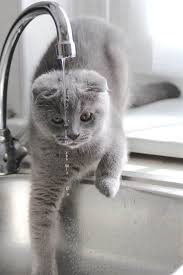 Could your kitty simply be suffering from allergies, or is there a more serious problem going on? Excessive Thirst In Cats Polydipsia What Does It Mean Fluffy Kitty