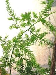 Shatavari Is A Plant Botanically Known As Asparagus Racemosus It Is Most Commonly Found In India Himalayas Nepal And S Japanese Maple Acer Palmatum Plants