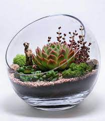 If you were to put ferns in a closed terrarium, they would do really well because they love that added humidity and moisture, she continues. 20 Diy Cactus And Succulent Garden Decor Ideas Suculentas Plantas Para Terrario Terrario Suculentos