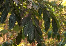 Image result for Aporrhiza paniculata