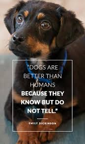 Dogs Are Better Than Human Beings Because They Know But Do Not Tell Emily Dickinson Dog Quotes Dog Quotes Funny Funny Dogs