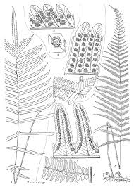 Image result for Cyclosorus striatus