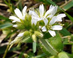 Image result for Cerastium glomeratum